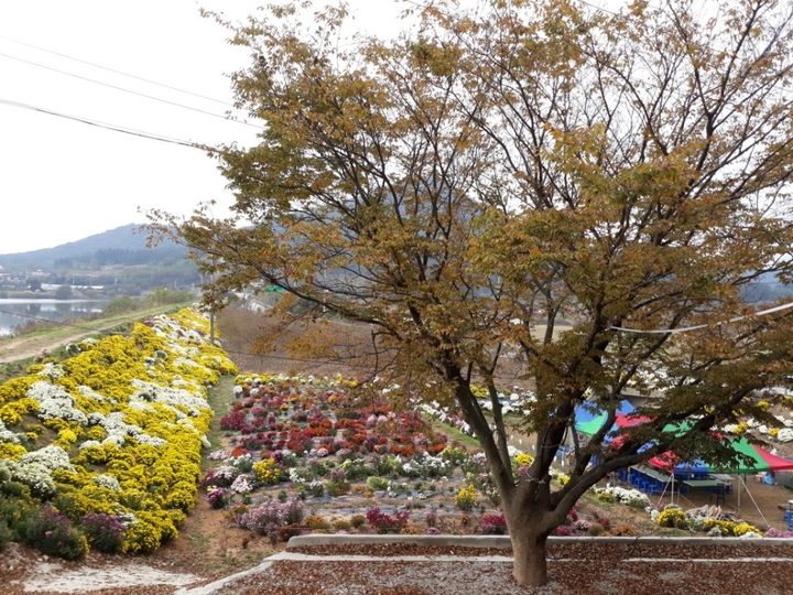 고창군 심원면, 궁산저수지.. 국화향 가득  깊어가는 가을~ 고창으로 오세요