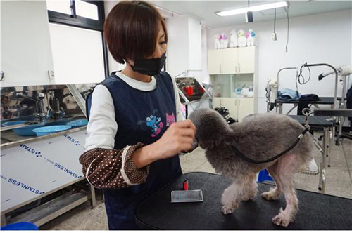 고려직업전문학교 애견미용학과과정 반려동물 전문가 양성