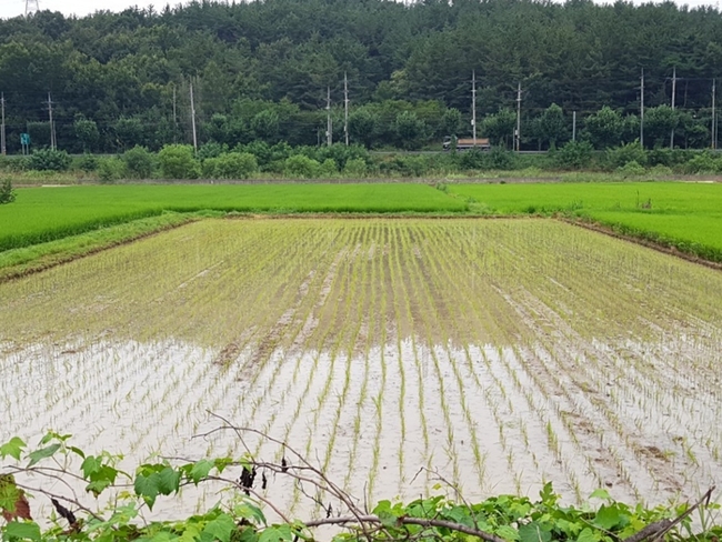함안군, 벼 이모작 첫 실시