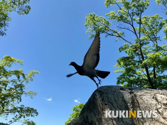 [스마트폰으로 본 세상] 사진은 타이밍이다