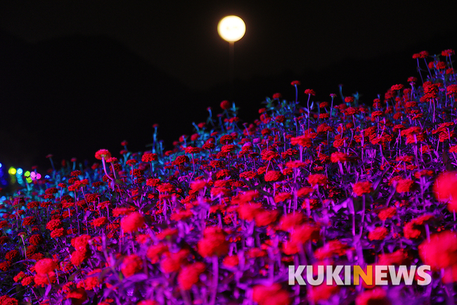 2018 평창백일홍축제 성황