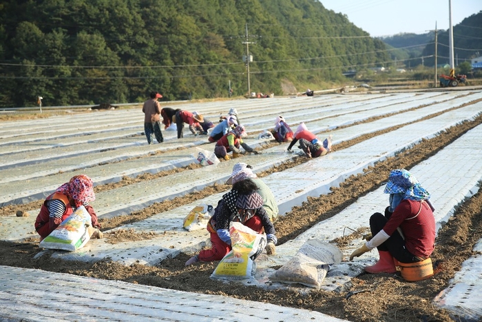[포토뉴스] 내년 밥상을 부탁해~…경남 의령군 마늘파종