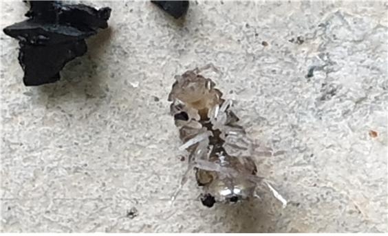 김해시 삼계정수장서 물벌레 발견…활성탄지 내부 아닌 표층서 발견