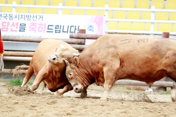 의령 전국 소 힘겨루기 대회 막 올라...불꽃 튀는 대결 시작 [포토뉴스]