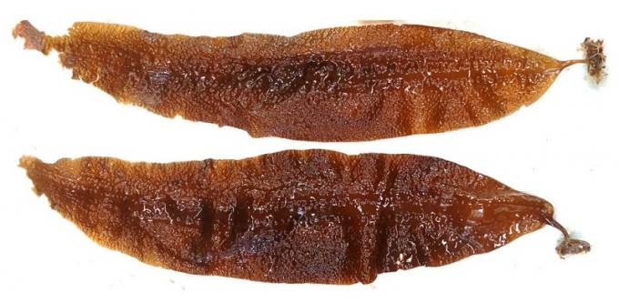 식품화 길 열렸다 용다시마 ,흑기민태,말백합 식품원료 목록  등재