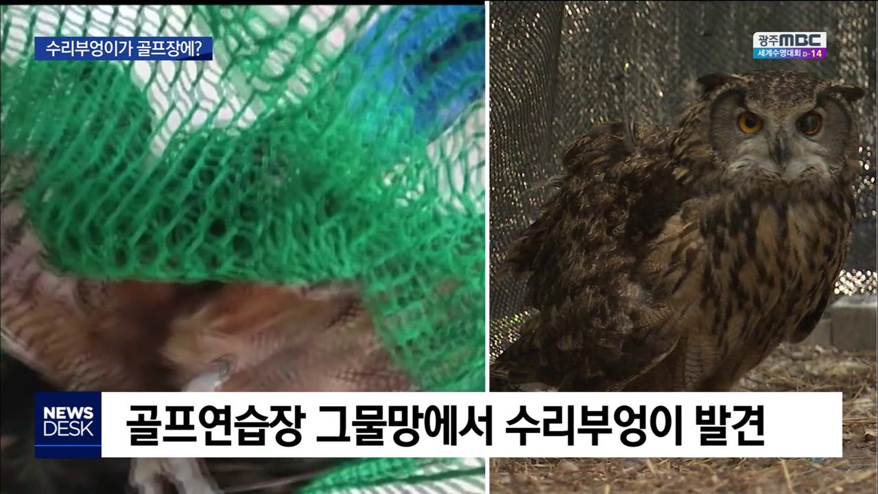 골프연습장 안에서 발견된 수리부엉이