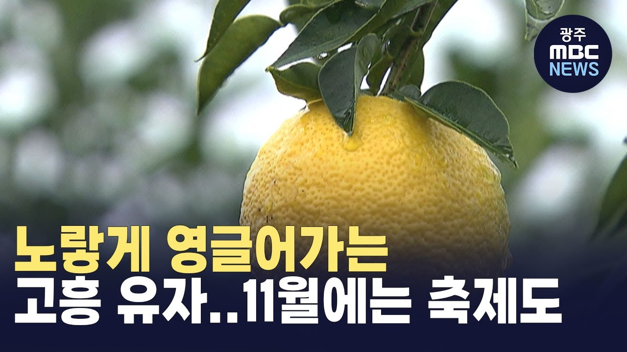 노랗게 영글어가는 고흥 유자...11월에는 축제도
