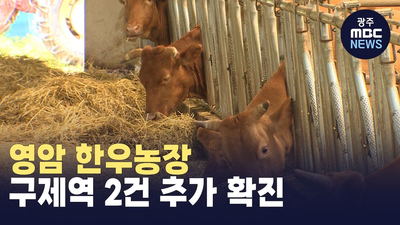 영암 한우농장 구제역 2건 추가 확진