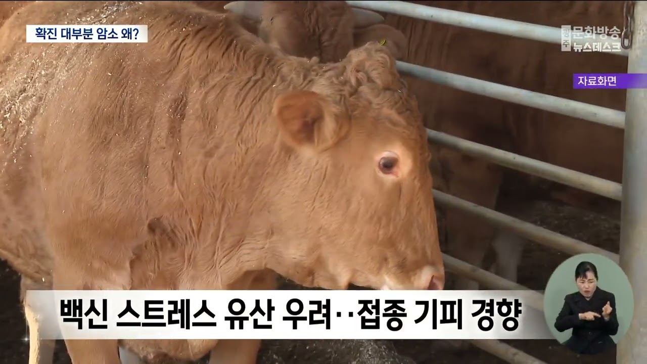 구제역 확진 80% 가량 암소인 이유는?