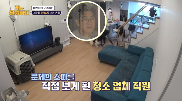 집에 갈까? 청소업체 직원도 깊은 한숨 내쉰 강아지 7남매의 화장실이 돼버린 소파: 공중화장실 변기보다 더러워 두 눈을 질끈 감게 된다