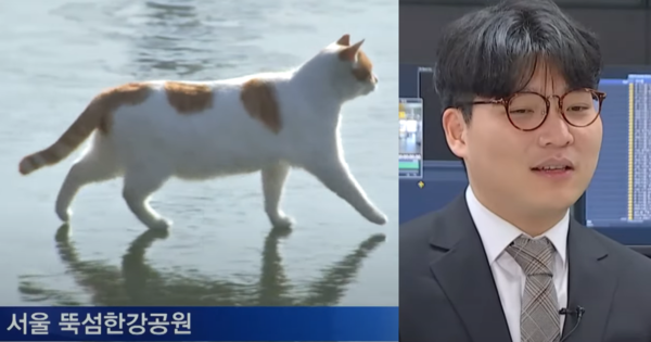 꽁꽁 얼어붙은 한강 위로 고양이가 걸어 다닙니다 일하다가 별안간 밈 제왕 된 MBN 기자의 프로필 사진에 특이점이 왔다