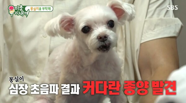 심장에 종양… 반려견 몽실이 시한부 판정이 믿기지 않는 최진혁, 이별 준비하며 보게 된 사진 한장은 너무 큰 슬픔이었다