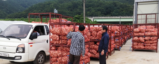 합천군 한볕친환경원예영농조합법인, 친환경재배 마늘 수매