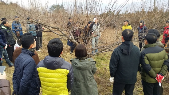 광양시, 고품질 매실 생산 위해 전정기술지원단 운영
