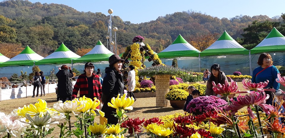 아산시, 신정호수공원서 국화전시회 성황리 폐막