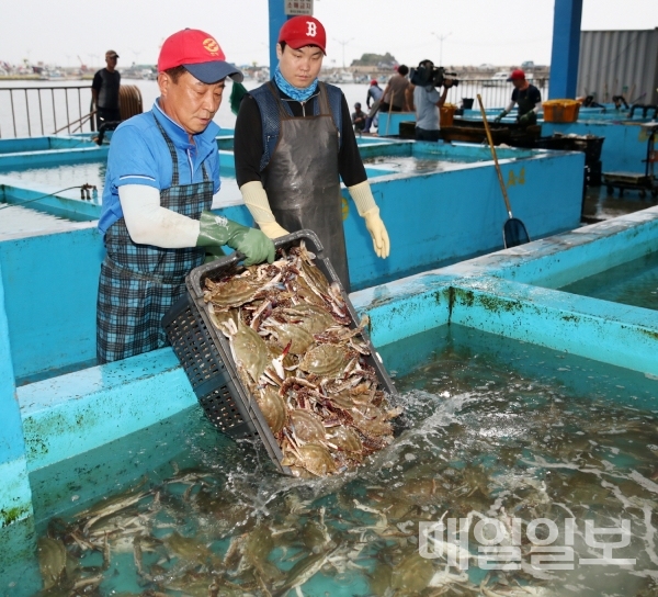 태안군, 금어기 해제...가을 꽃게잡이 돌입