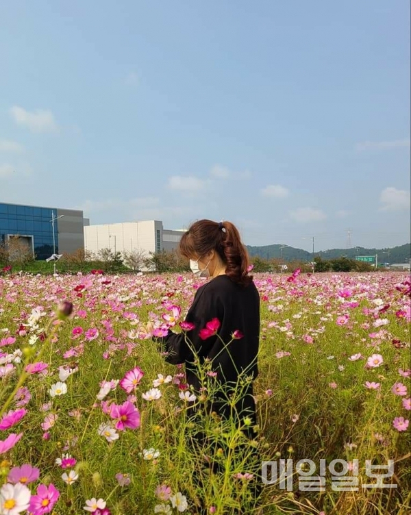 서산시 성연면, 코로나19 극복...테크노밸리 內 코스모스밭 산책로 주목