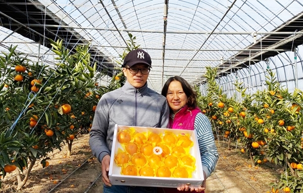 새콤달콤 천혜향 구미 첫 출하 성공