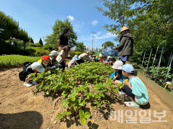 당진시, 2024 어린이 농부학교 큰 호응