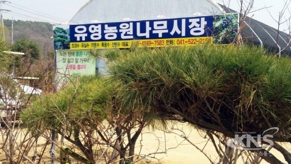 천안 유영농원나무시장 개장…좋은 나무 보급 총력
