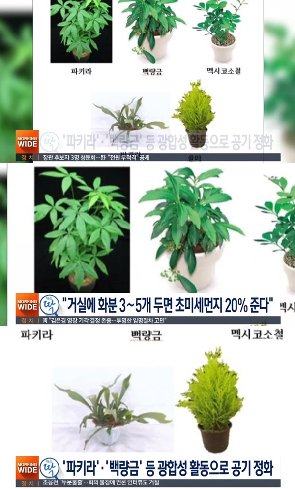 집안에 둔 파키라에서 마법 같은 일이 벌어진다...대체 어떤 원리일까?...세 시간 동안 놓아뒀는데...이 정도였어? 
