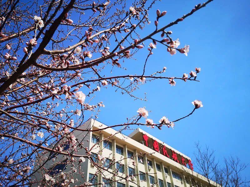 중국 각지 대학 캠퍼스, 꽃이 활짝 폈다! ①