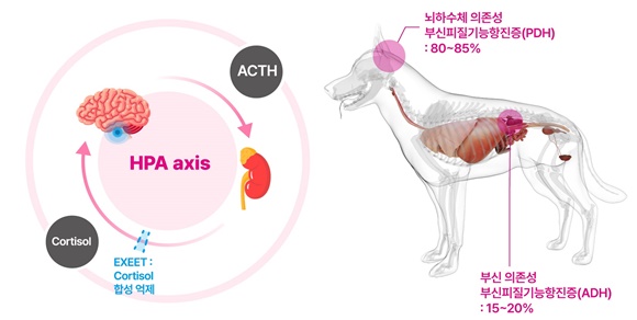 녹십자수의약품, 국내 제조 쿠싱증후군 치료제 ‘엑시트’ 출시