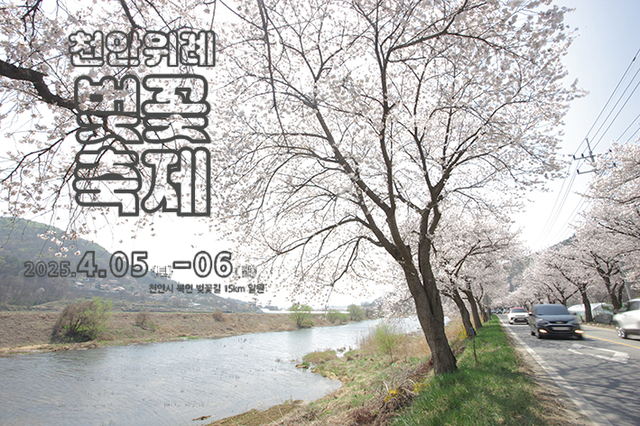 천안위례벚꽃축제, 방문객 2만 여명 ‘성료’