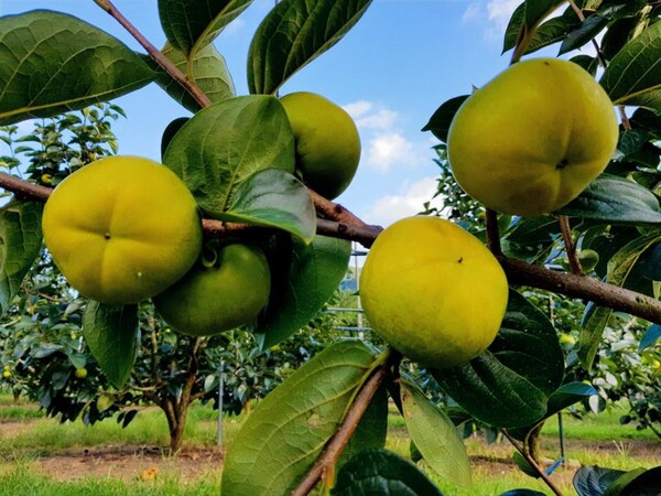 가을 햇살 머금은태추 단감 추석에 만나요!