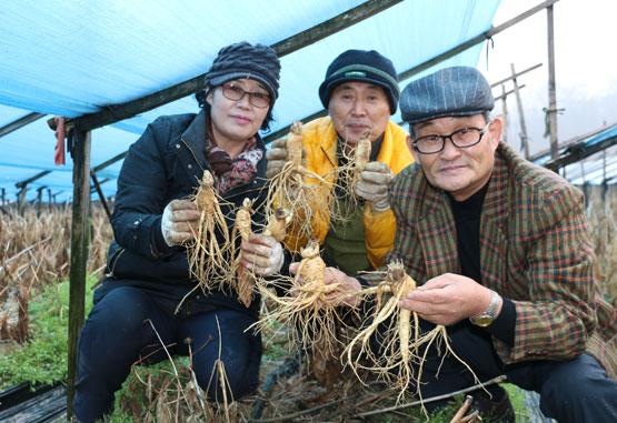 면역력 개선 기능 강화… 유기농 기능성 인삼 탄생