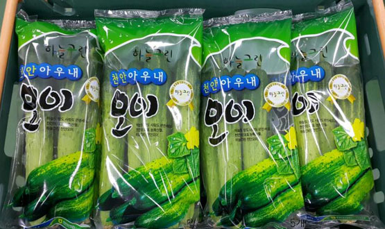 천안 아우내농협 산지유통센터, 하늘그린 오이 출하 본격화