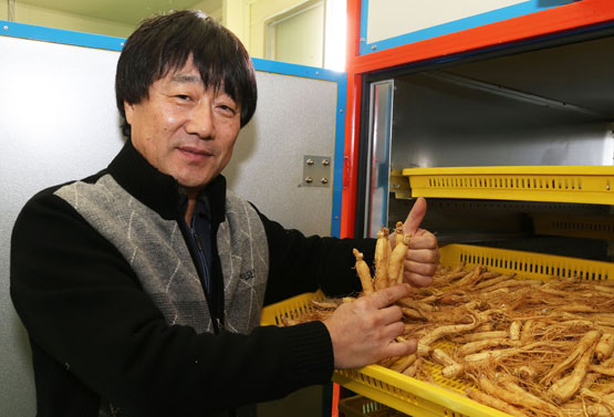 쓴맛 적고 당도 높은 구운 인삼, 수출 다변화 이끌어요