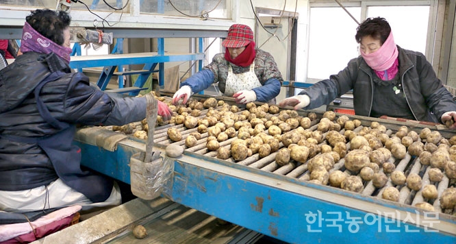 [농업-기업 상생협력 우수사례] 상품성 떨어져 찬밥신세 감자, ‘회오리감자’로 부활