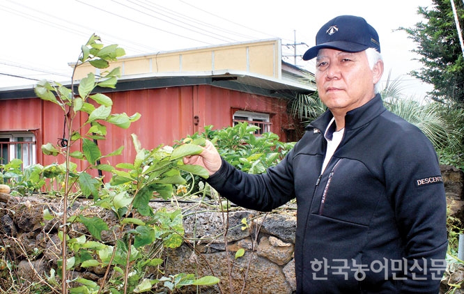 “포포나무 항암성분 주목…제주에 관광농원 추진”
