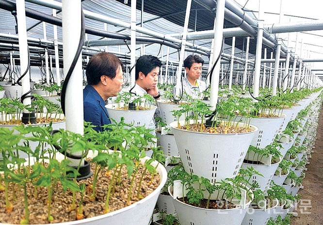 2019 농식품 수출확대 유망업체 <2>고려삼무루지 새싹인삼영농조합법인