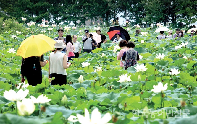 소박한 듯 화려한 듯…신비로운 연꽃 속으로