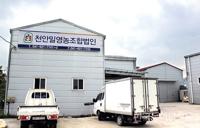 우리밀, 유통·가공을 잡아라 <3> 천안밀영농조합법인·우리밀 호두과자