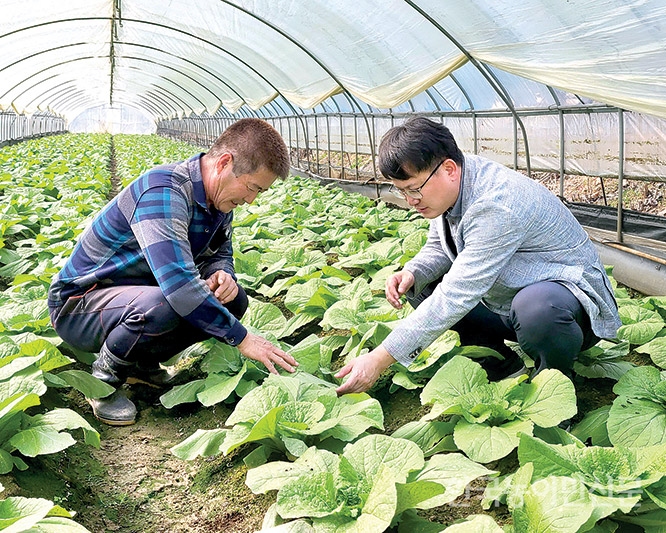 한파 이후 입고물량 감모율 높아 저장 ‘불안’