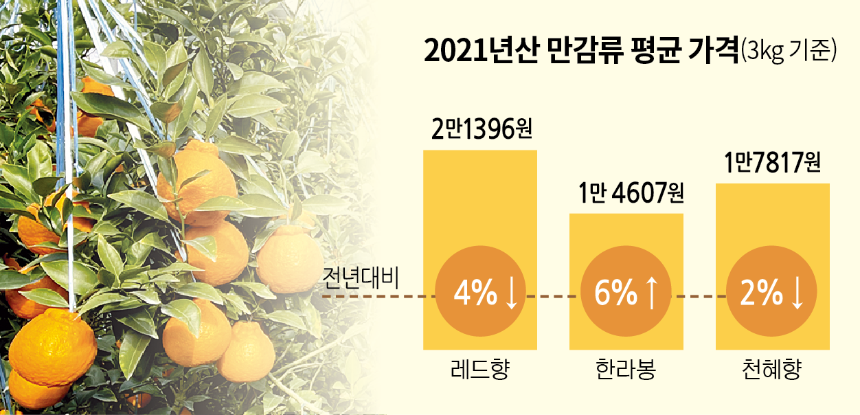 제주도, 만감류 소비촉진 팔 걷어
