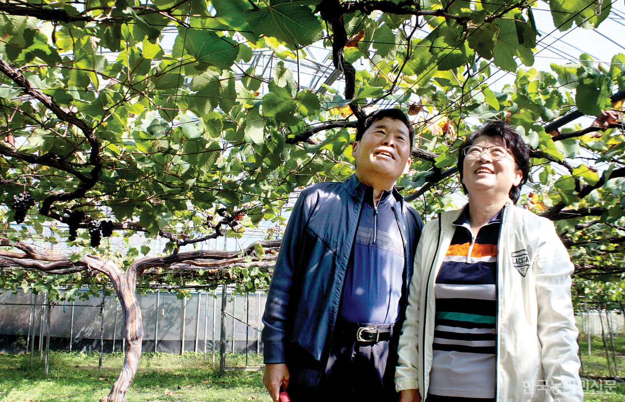 오로지 땅의 힘으로 한그루  4500송이 기적을 만들다