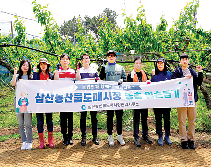 삼산도매시장 직원 배 농가 일손돕기