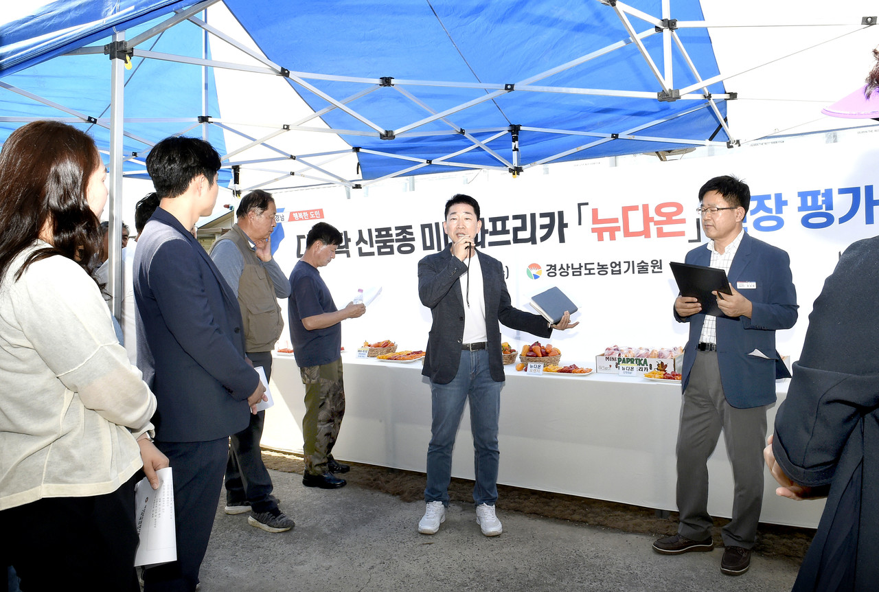 생과용 국산 파프리카 뉴다온 수량 우수