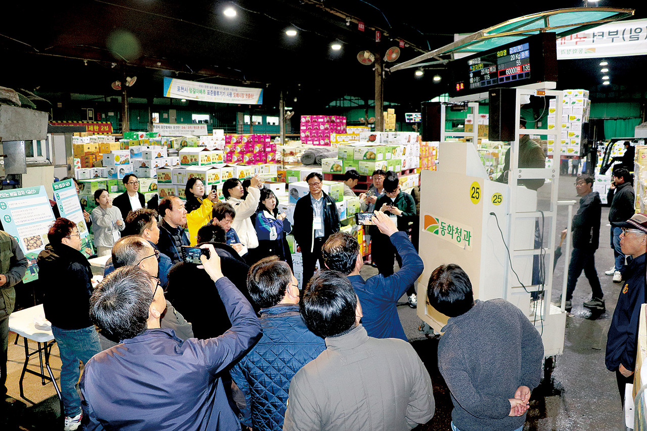 신품종 감자 금선 첫 경매…맛 괜찮네 합격점