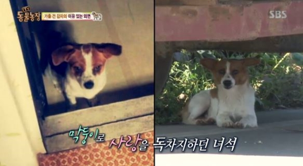 TV 동물농장 감자 아들 추정 떠돌이 개, 주인 부부와 연 맺어