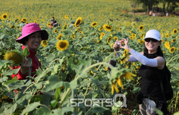 요즘 주말에 가볼만한 곳 해바라기 축제 태백 구와우마을·양평 무왕리·제주도는 지났고, 고창청보리밭(학원농장)·부산 대저생태공원... 