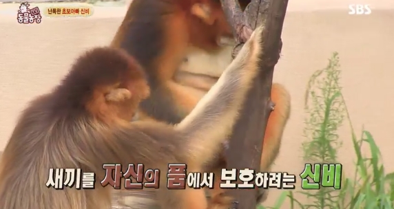 [TV컷Q]TV동물농장 황금원숭이 신비의 새끼 폭행 이유는 대물림?