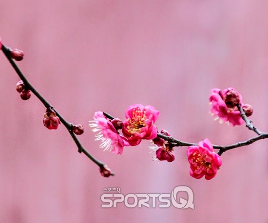 번잡한 광양매화축제보다 홍매화 여행지인 서울 강남 삼성동 봉은사· 순천선암사· 구례화엄사· 양산통도사가 추천할만, 개화시기인... 