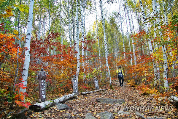 강원도 원주 소금산출렁다리와 인제 자작나무숲 추천할만한 국내... 스키장, 춘천남이섬, 평창송어축제장 인근의 오대산,속초도 한국관광 100선
