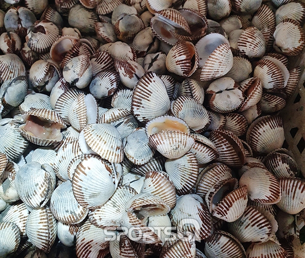 벌교 꼬막 집단폐사...추석대목과 겨울 제철 수요 기대했던 어민들 망연자실