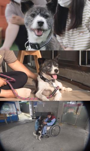 TV동물농장 위기의 뚱냥이 체리-차돌이의 못다한 이야기